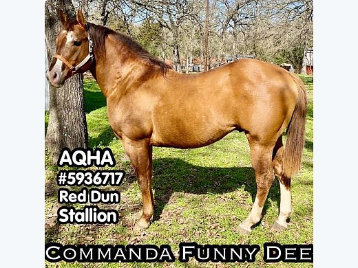 AQHA Stud Service Only