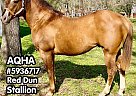 Quarter Horse - Horse for Sale in Rockdale, TX 76567