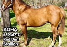 Quarter Horse - Horse for Sale in Rockdale, TX 76567 Quarter Horse - Horse for Sale in Rockdale, TX 76567