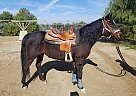JAZMINE - Mare in Lake Elsinore, CA JAZMINE - Mare in Lake Elsinore, CA