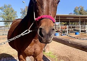 Arabian Mare Katerina