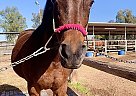 Arabian Mare for Sale in Gilbert, Arizona Katerina