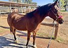 Arabian - Horse for Sale in Gilbert, AZ 85298