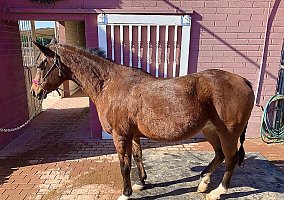 Arabian (Arabian, Mare) in Gilbert, AZ