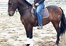 Destino - Gelding in Riverside, CA Destino - Gelding in Riverside, CA