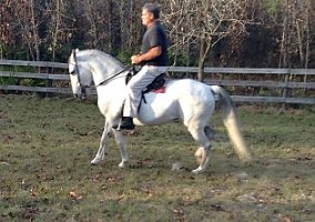 Paso Fino (Paso Fino, Mare) in Citrus County, FL