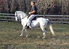 Paso Fino - Horse for Sale in Citrus County, FL 34465
