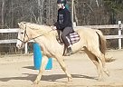 Pony Gelding for Sale in Greensboro, North Carolina MacMacaroni Pony