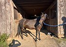 Connemara Pony - Horse for Sale in Marshall, VA 20115