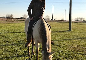 Buckskin Mare Shawnee