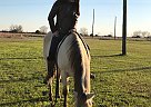 Other Mare for Sale in Danbury, Texas Other Mare for Sale in Danbury, Texas