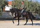 Andalusian - Horse for Sale in Alicante,  03296