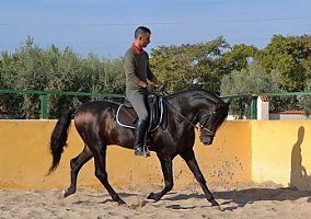 Andalusian / PRE (Andalusian / PRE, Stallion)