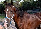 Other - Horse for Sale in Austin, TX 78759