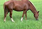 Other - Horse for Sale in Liberty Hill, TX 78642 Other - Horse for Sale in Liberty Hill, TX 78642