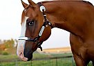 Appaloosa - Horse for Sale in Edgerton, MN 