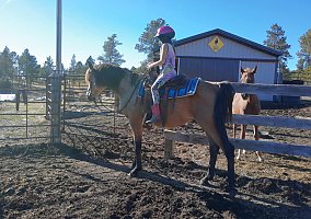 Arabian (Arabian, Stallion) in Custer, SD
