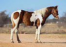 Paint - Horse for Sale in Springtown, TX 76082 Paint - Horse for Sale in Springtown, TX 76082