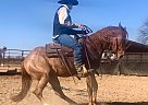 ROANY - Gelding in Springtown, TX ROANY - Gelding in Springtown, TX