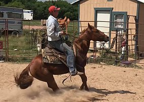 Quarter Horse (Quarter Horse, Mare) in Springtown, TX