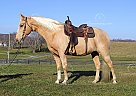 Sundust - Gelding in Jamestown, KY Sundust - Gelding in Jamestown, KY