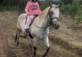 Pony of the Americas (Pony of the Americas, Mare) in Central Point, OR