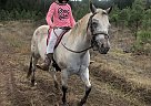 Pony of the Americas - Horse for Sale in Central Point, OR 97502