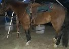 Paint Mare for Sale in New River, Arizona Paint Mare for Sale in New River, Arizona