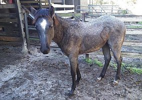 Sold 2019 AQHA Gray Filly Stormy