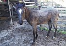 Quarter Horse - Horse for Sale in New Smyrna Beach, FL 32168