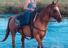 Quarter Horse Gelding for Sale in New River, Arizona Jaks