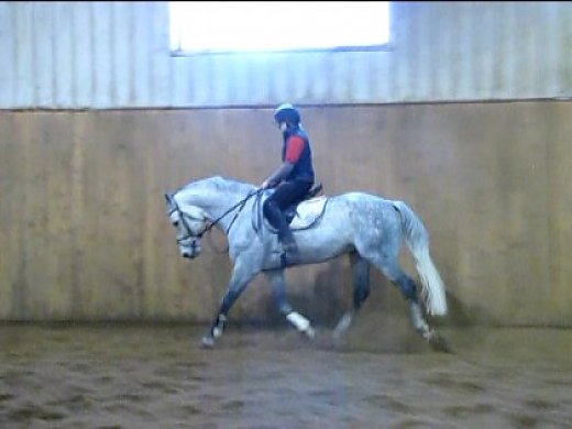 Zangersheide Stallion Competed To 1.30 With Scope To Go Higher