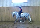 Warmblood - Horse for Sale in Armstrong, BC V0E 1B Warmblood - Horse for Sale in Armstrong, BC V0E 1B