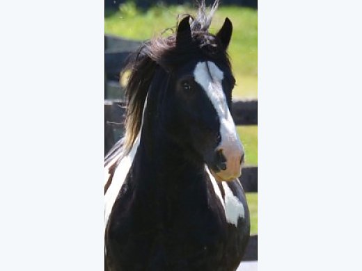 2010 Gypsy Vanner Gelding 13.3h
