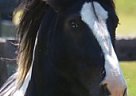 Gypsy Vanner - Horse for Sale in Novelty, OH 44072 Gypsy Vanner - Horse for Sale in Novelty, OH 44072