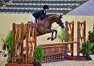Handsome Chestnut Gelding Oldenburg Gelding