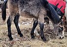 Percheron - Horse for Sale in Sebeka, MN 56477