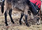Percheron - Horse for Sale in Sebeka, MN 56477 Percheron - Horse for Sale in Sebeka, MN 56477