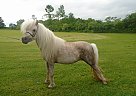 Kiss - Mare in Fultonville, NY Kiss - Mare in Fultonville, NY