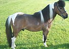 Texas Talent - Stallion in Fultonville, NY Texas Talent - Stallion in Fultonville, NY