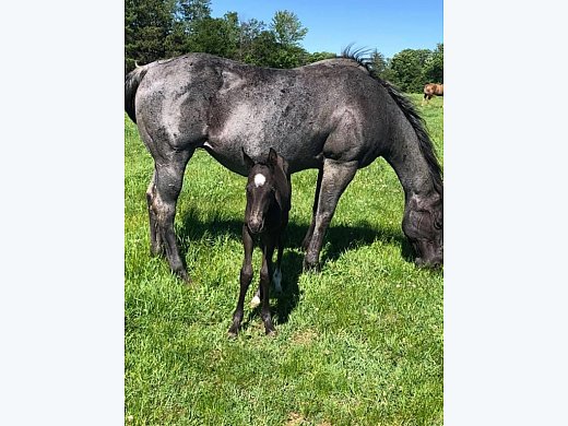 AQHA Blue Roan Filly Weanling
