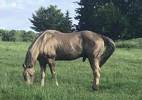 Quarter Horse (Quarter Horse, Mare) in Wausau, WI