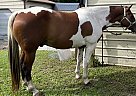 Paint - Horse for Sale in , FL 32926