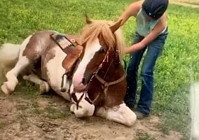 Draft (Percheron, Belgian, Clydesdale, Shire)