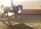 - Stallion in Richmond, BC - Stallion in Richmond, BC