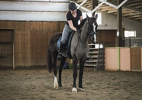 Warmblood (Warmblood, Gelding) in Spokane, WA