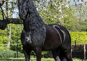 Friesian (Friesian, Gelding) in Chagrin Falls, OH
