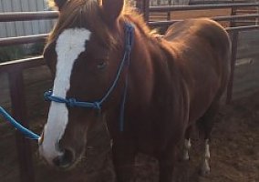 Quarter Horse (Quarter Horse, Mare) in Midland, TX