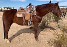 Jacks Knight - Gelding in Wickenburg, AZ Jacks Knight - Gelding in Wickenburg, AZ