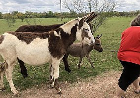 Large Standard/Mammonth Donkey Pearl